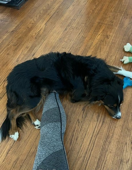 Solegoddessap