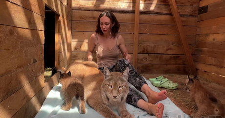 Bobcat