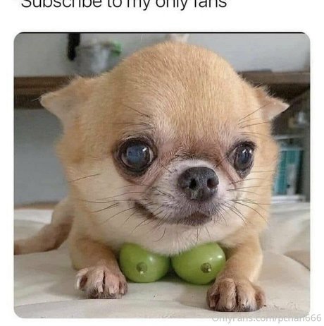 Pchan666
