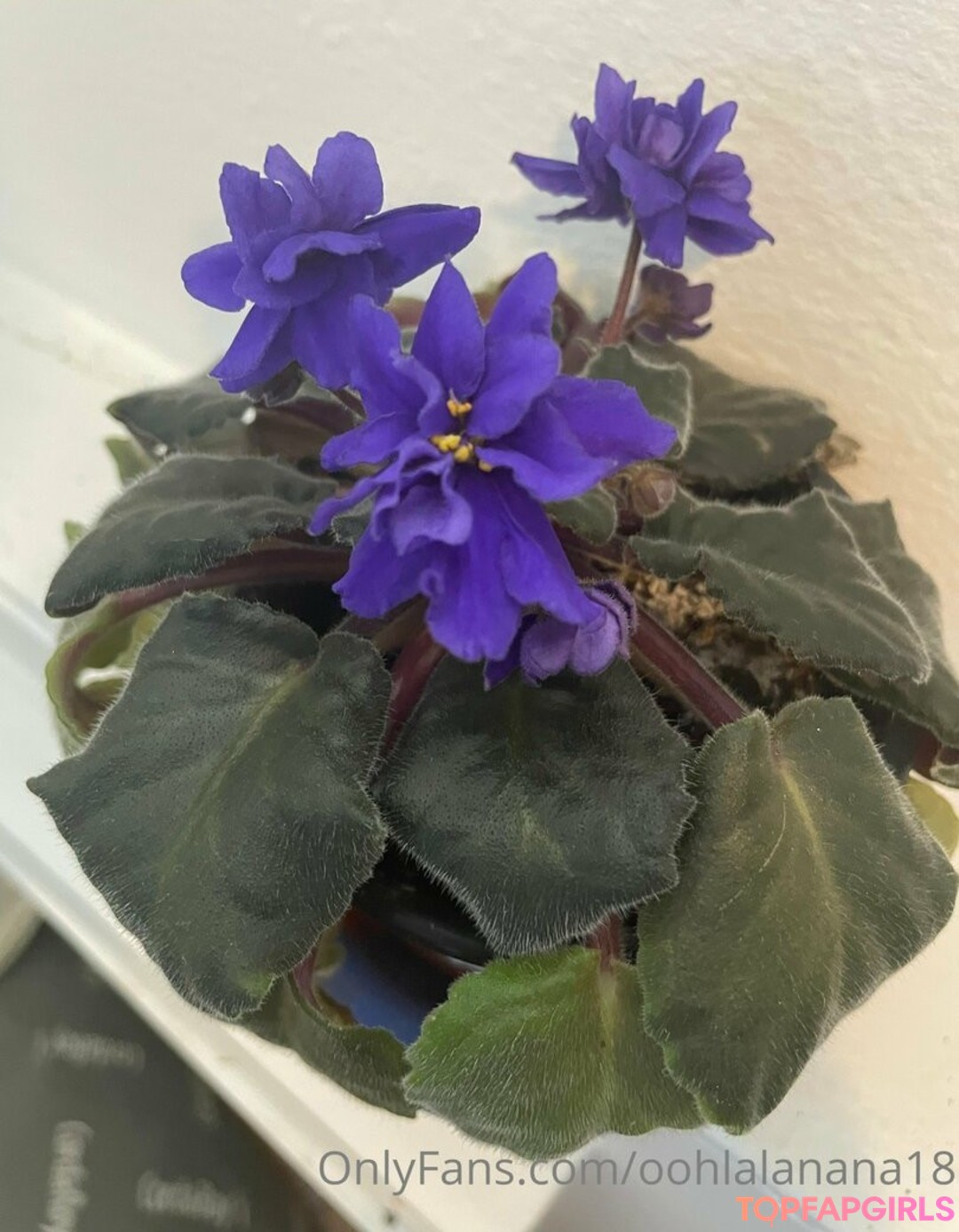 Foto desnuda filtrada de OnlyFans de Yournana18 #69 Foto desnuda filtrada de OnlyFans de Yournana18 #69