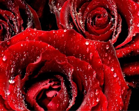 Rose91