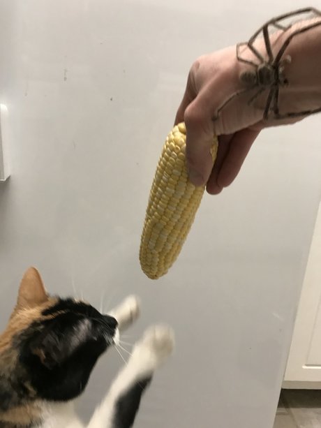 Foto desnuda filtrada de OnlyFans de Nokittymycreamedcorn