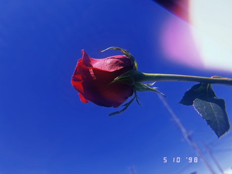 Lil Red