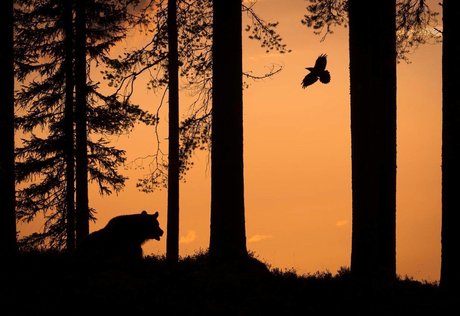 Oso Noche