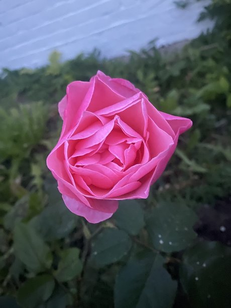Gardeningtips