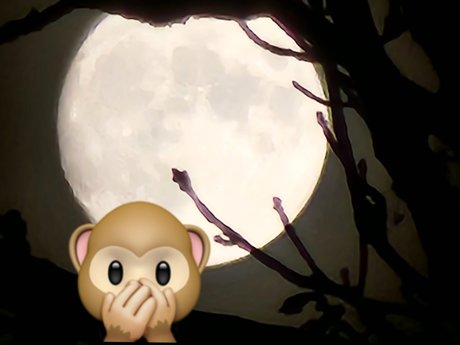Monkey 