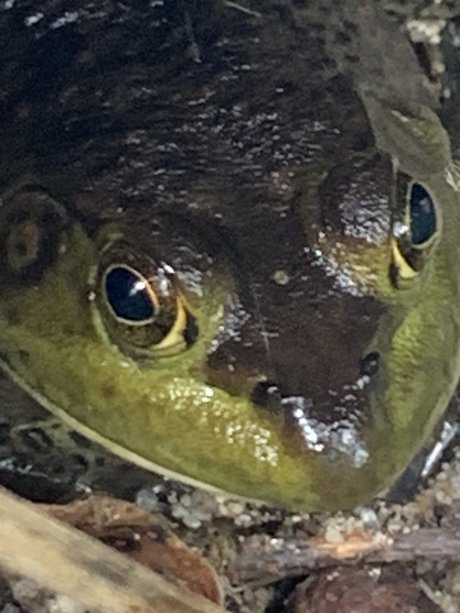 Onlyfrogs