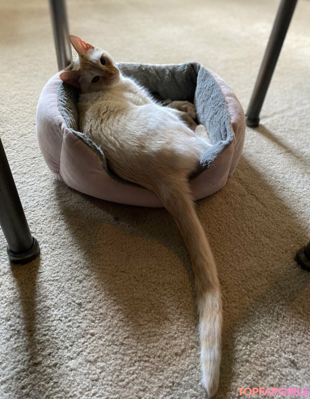 Foto desnuda filtrada de OnlyFans de Savanahroses #177 Foto desnuda filtrada de OnlyFans de Savanahroses #177