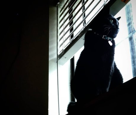 Nekowo