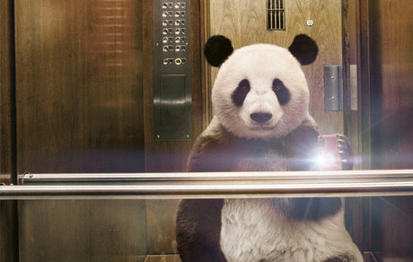 Pandaa Hendrixx