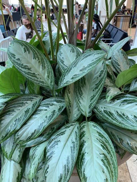 Foto desnuda filtrada de OnlyFans de Only Plants