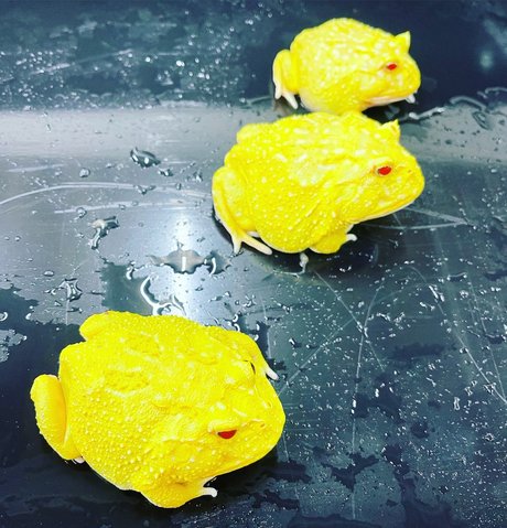 Onlyfrogs