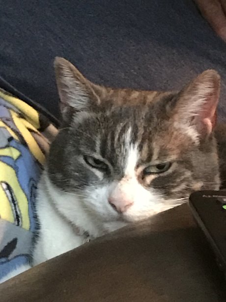 Pussyeater