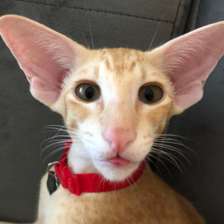 Roythecat