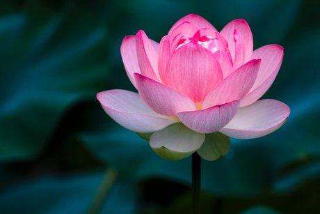 Foto desnuda filtrada de OnlyFans de Lotus