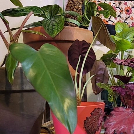 Foto desnuda filtrada de OnlyFans de Plantsandnudes
