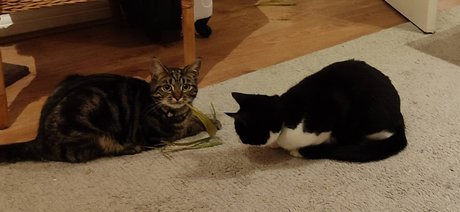 Coolcatsxxx