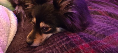 Foto desnuda filtrada de OnlyFans de Pomsky Mom