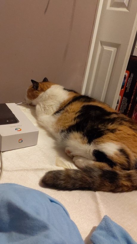 Foto desnuda filtrada de OnlyFans de Chillingwithcats