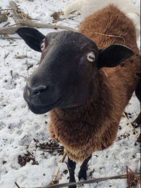 Virtual Petting Zoo