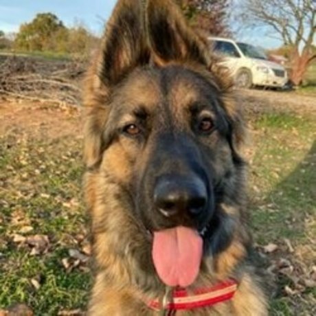 Sarge The Sable