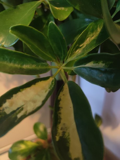 Foto desnuda filtrada de OnlyFans de S1utty Shrubbery