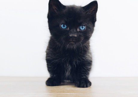 Kitty