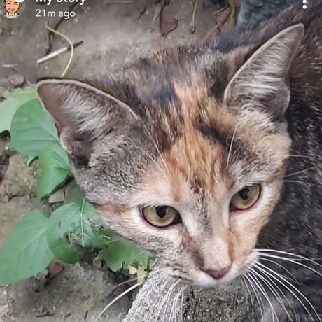Save The Kitty