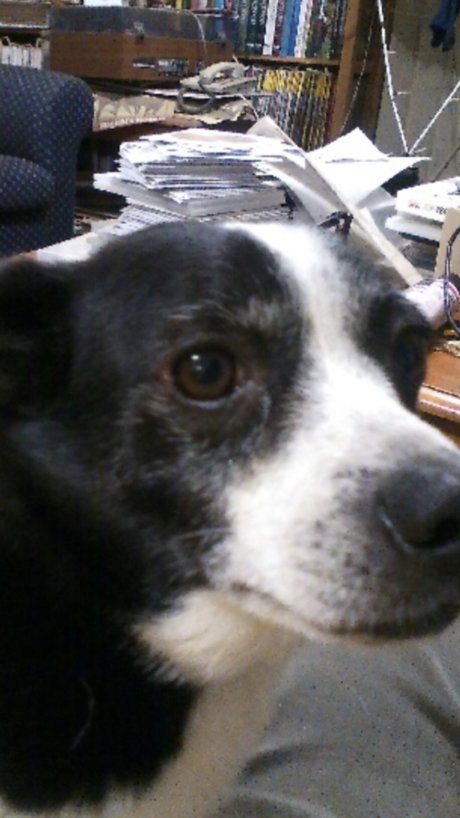 Themiurabull