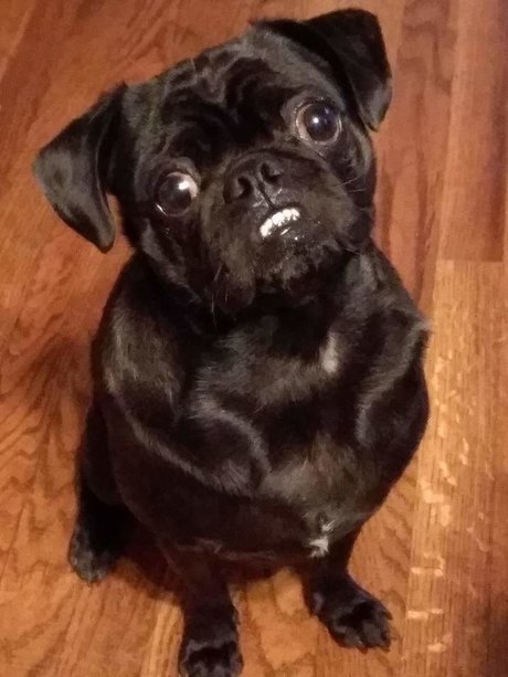 Pug N Company