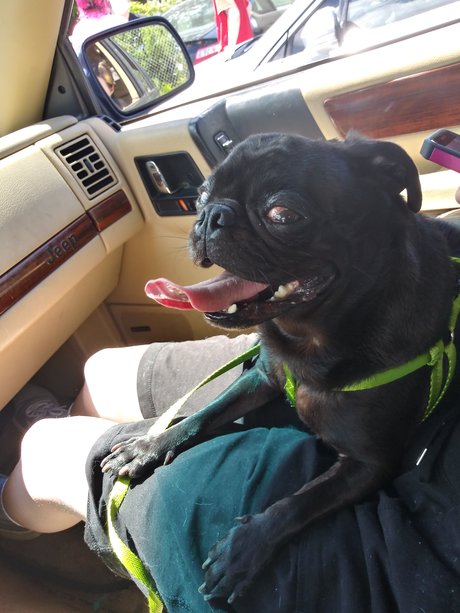 Foto desnuda filtrada de OnlyFans de Pug N Company