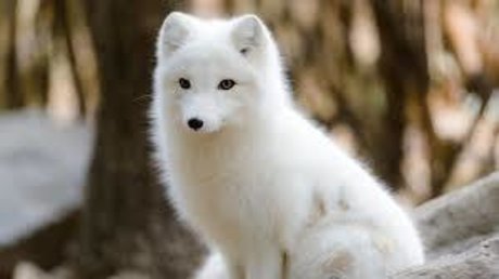 Foto desnuda filtrada de OnlyFans de Snowfox2020