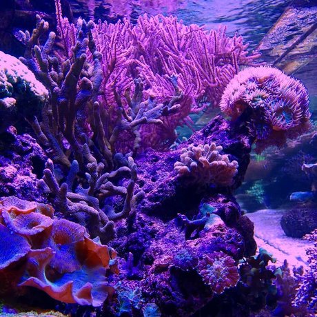 Coral