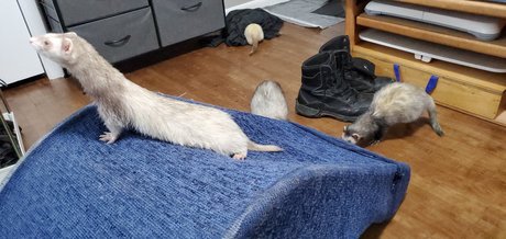 Foto desnuda filtrada de OnlyFans de Ferret Fuzz Butts