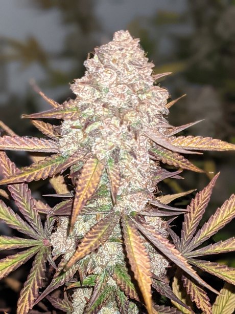 Foto desnuda filtrada de OnlyFans de Ganja Farmer