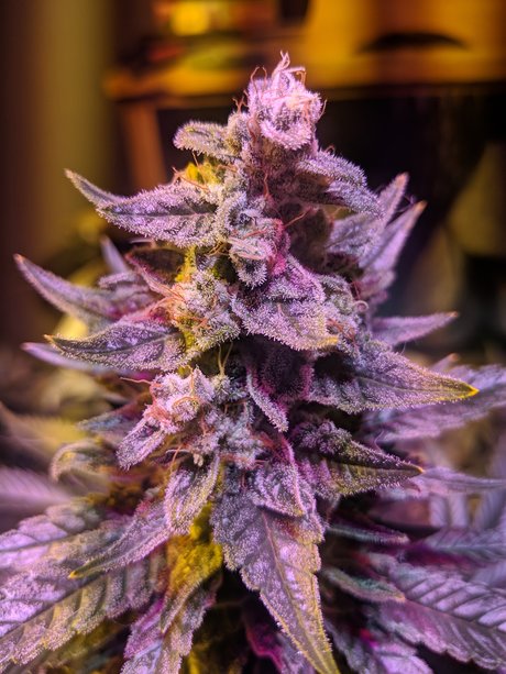 Ganja Farmer