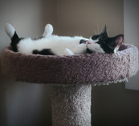 Oreo Cookie
