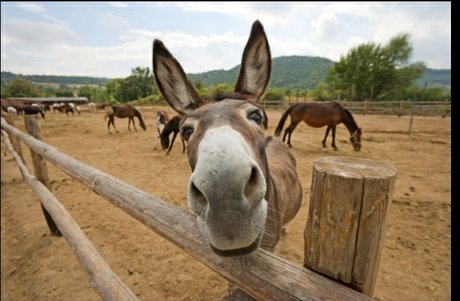 Foto desnuda filtrada de OnlyFans de Burro Donkey