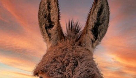Burro Donkey