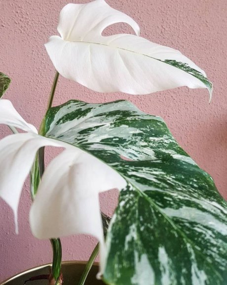 Foto desnuda filtrada de OnlyFans de Monstera Mania