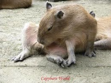 Sexy Capy