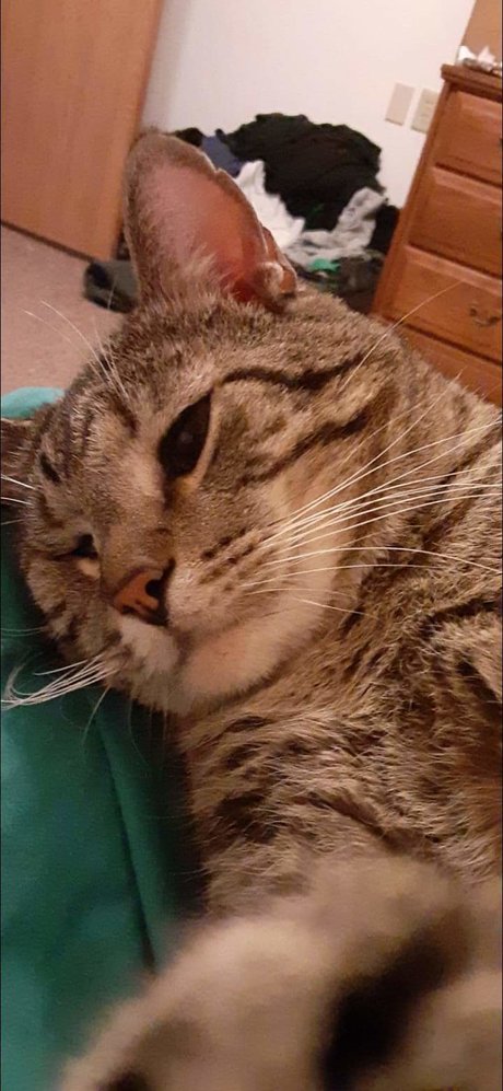 Kit Cat