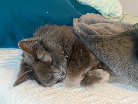 Abbythecat