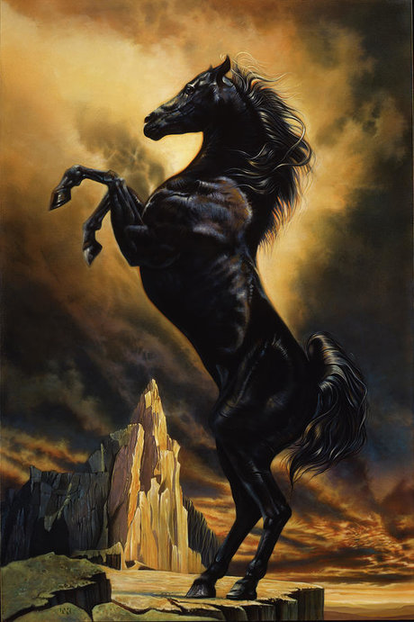 Wild Stxllion