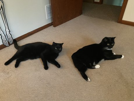 Spookykittyguyxxx