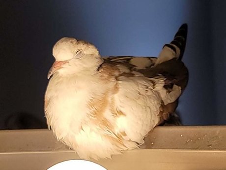 Onlycoos