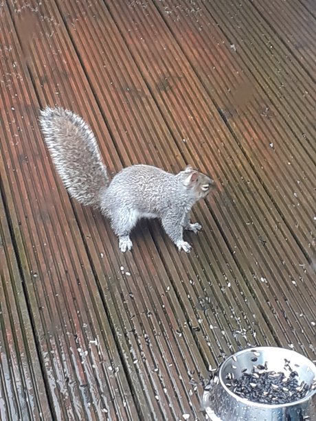 Foto desnuda filtrada de OnlyFans de Sexysquirrel