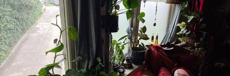 Poisoningivy
