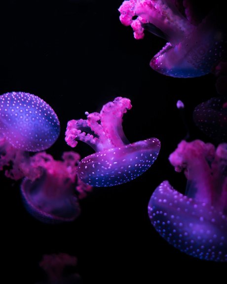 Purple Pook