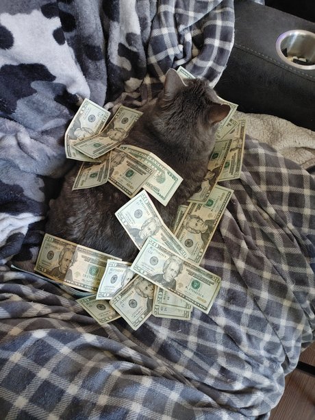 7 Cats